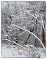 _5SB9608 snowy branches 4